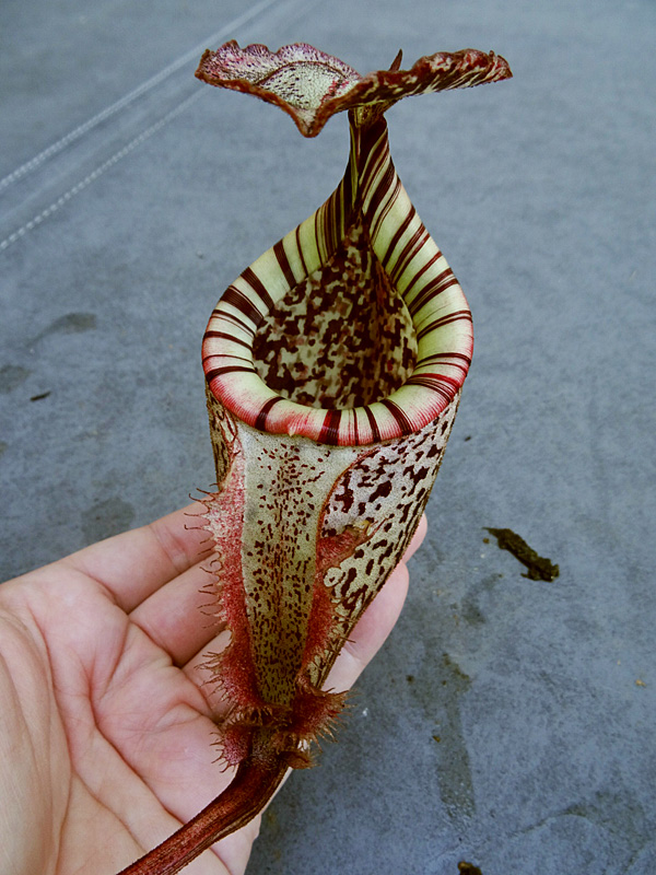 nepenthes-burbidgeae-hand.jpg