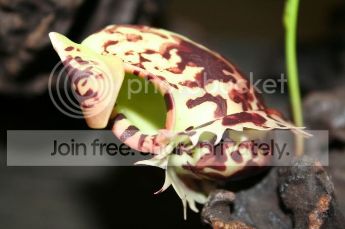 IMG_8954_zps320cfec7.jpg