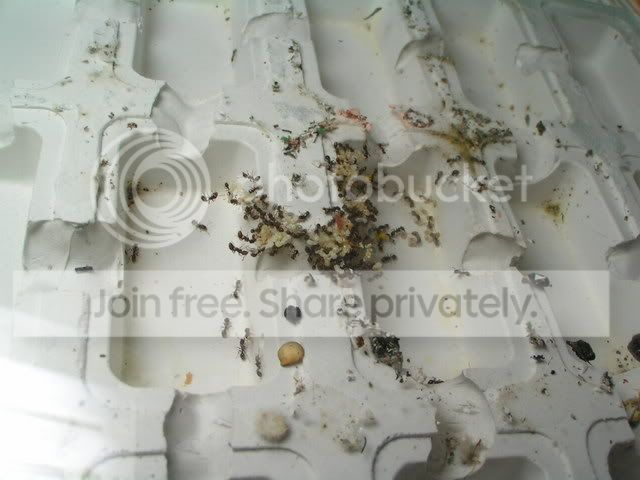 PICT0095.jpg