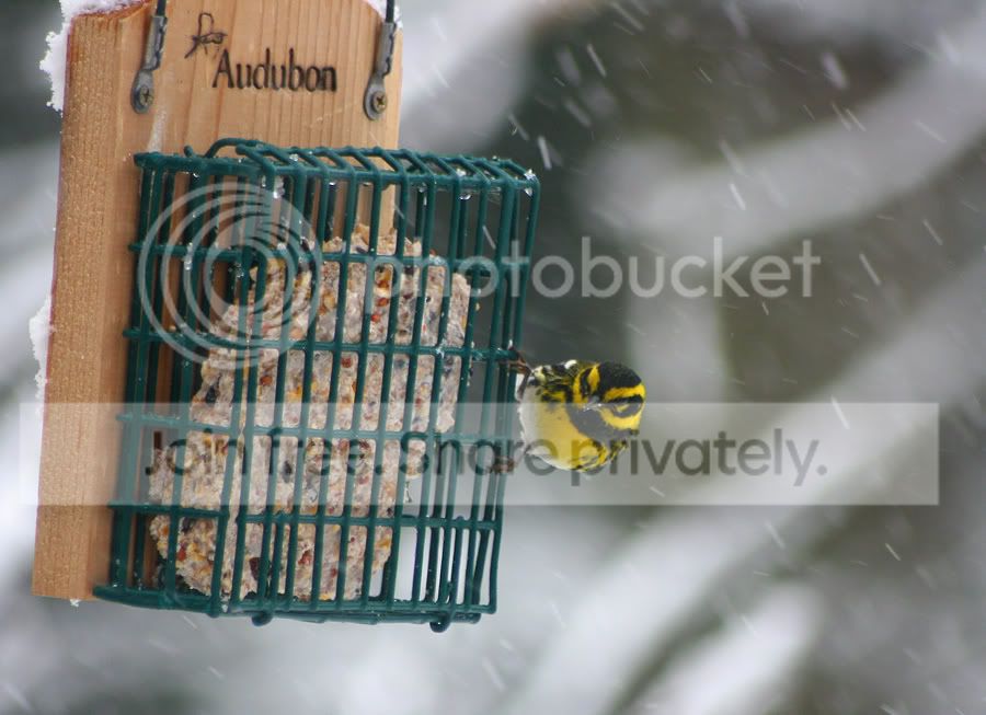 TownsendMaleFeeder_6558.jpg
