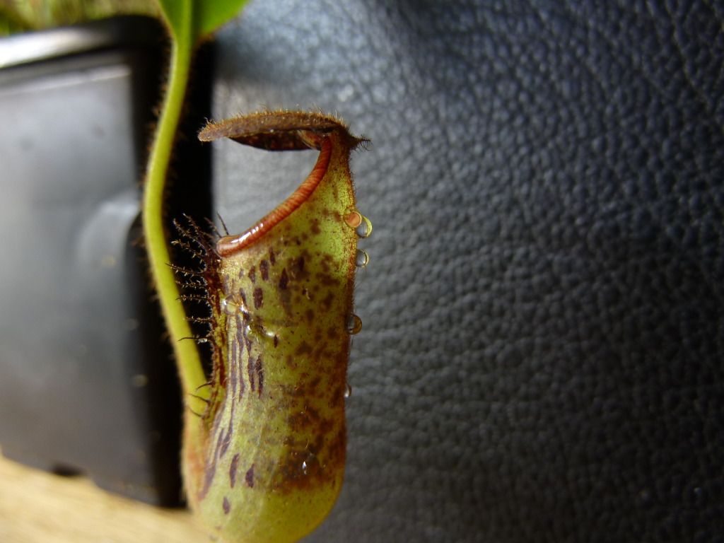 plants10032012027.jpg