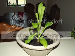 DSCF9006.jpg