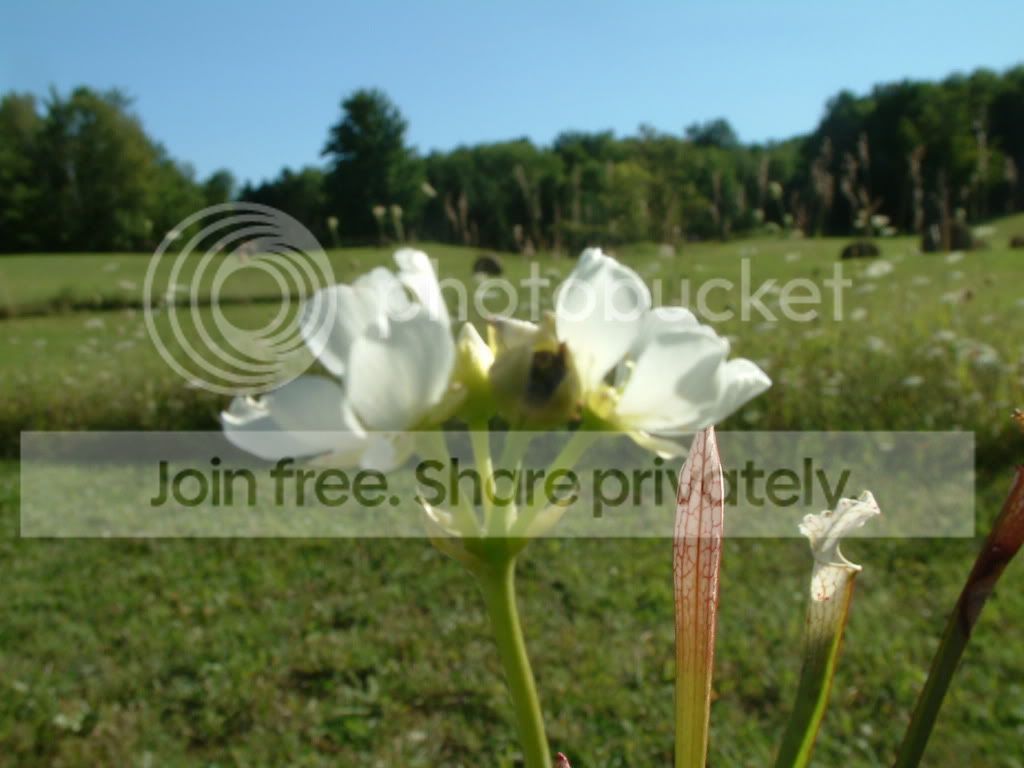 randomCPpictures003.jpg
