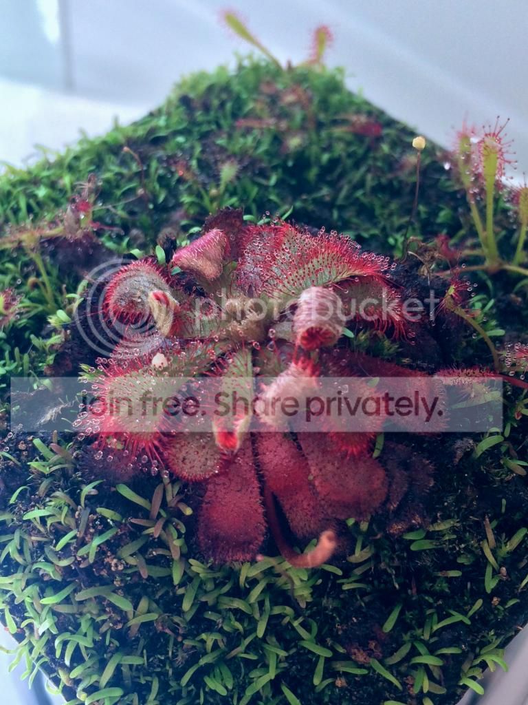 IMG_3043_zps2950888b.jpg