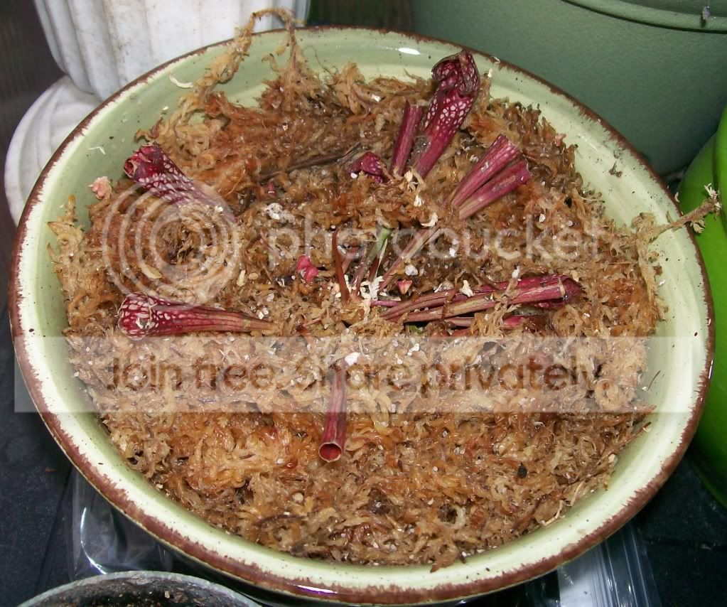 CarnivorousPlants011.jpg