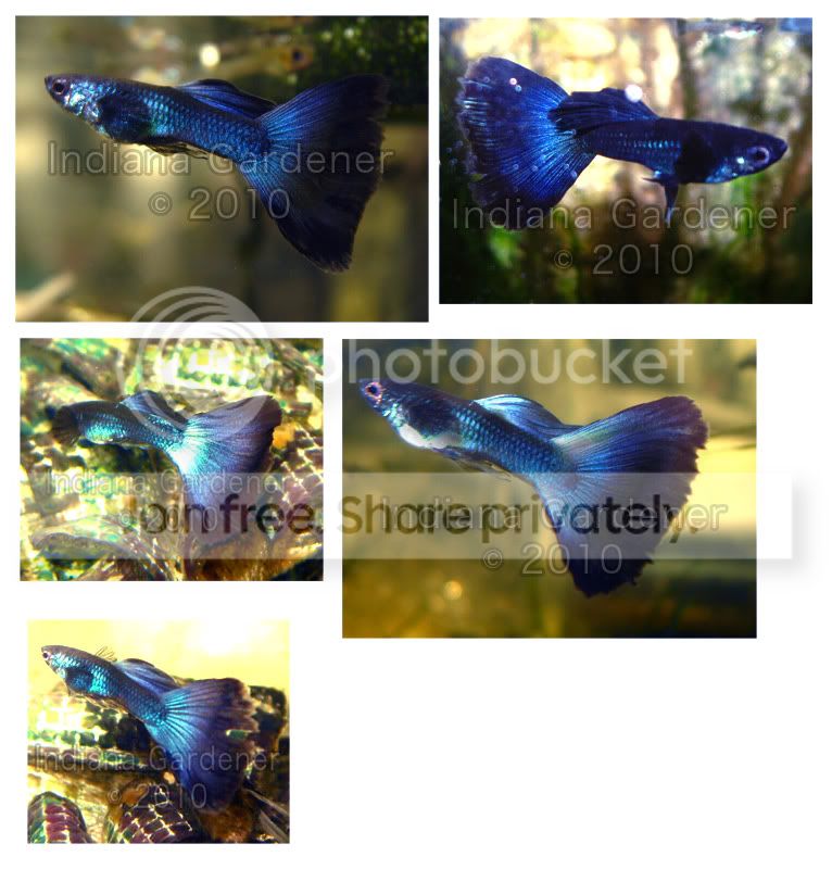 blue-guppies.jpg