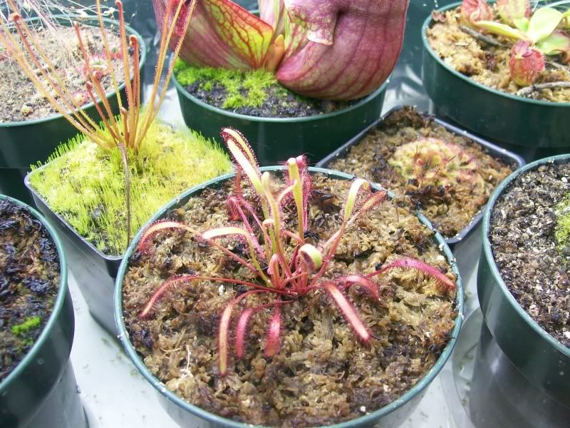 Capensis1.jpg