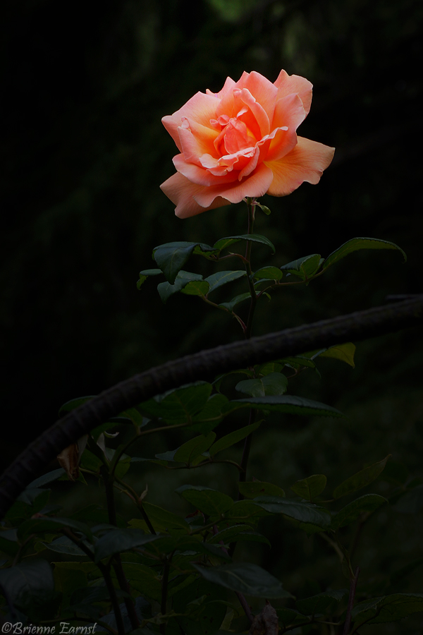 6097095731_c6f94902c4_o.jpg