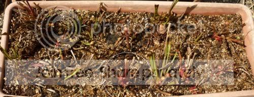 Sflavatray042611RS.jpg