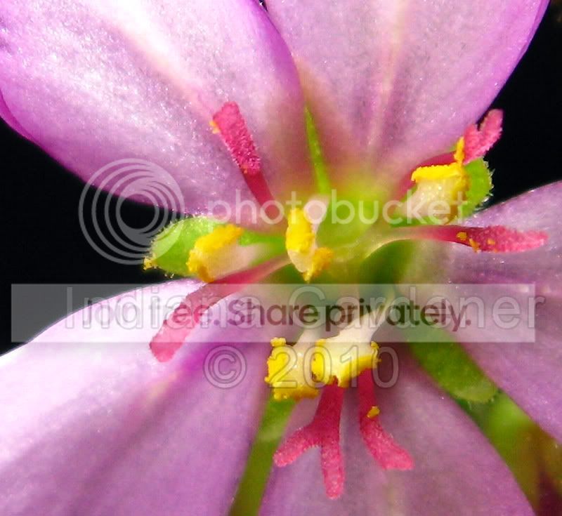 capensis_pollen-1.jpg