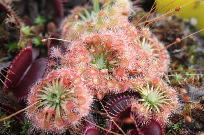 pygmy%20drosera2.jpg
