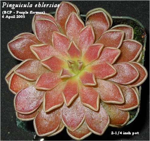 P_ehlersiae_web_BCP.jpg
