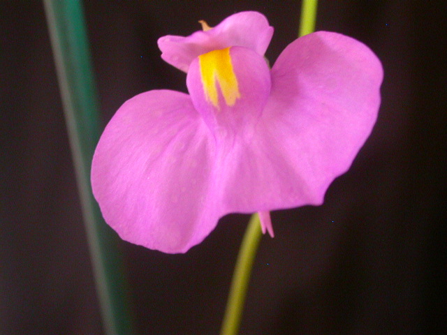 2004-1-28-U_longifolia_flower%20045.jpg