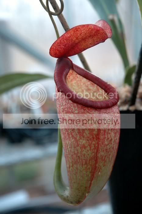 2010-11-11_Nepenthes-256.jpg