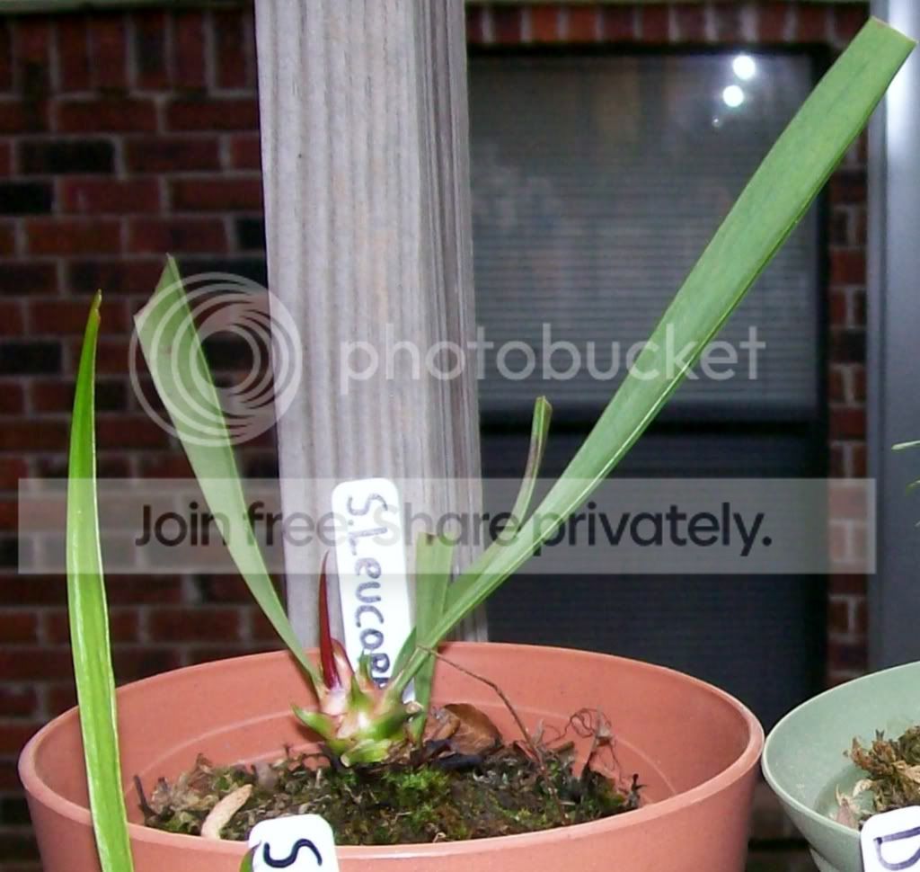 CarnivorousPlants002-Copy.jpg
