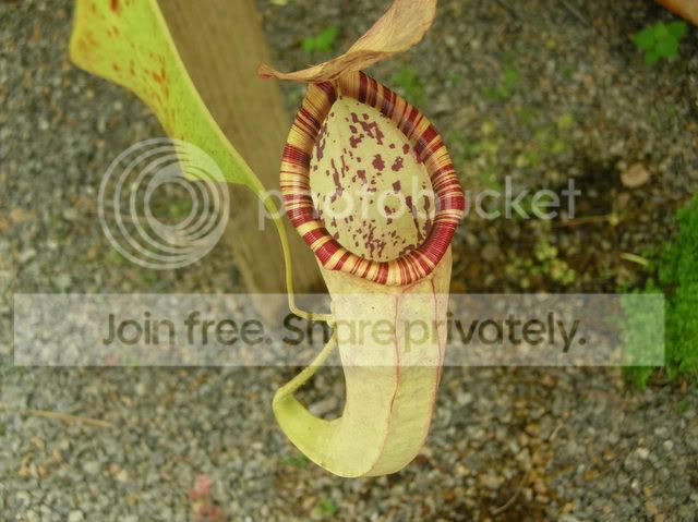 DSCN4397.jpg