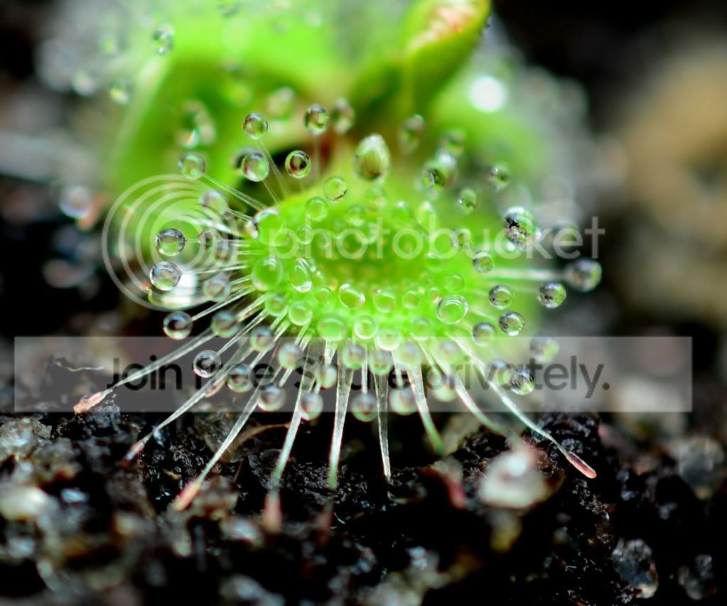 moplants006.jpg