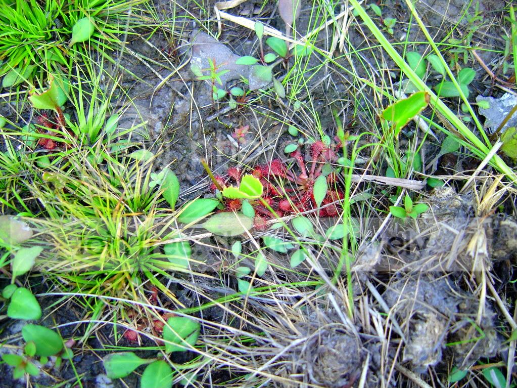 Drosera.jpg