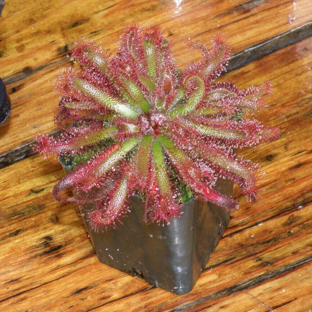 mini_P9098338.jpg
