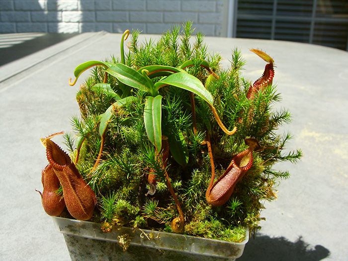 nepenthes-hamata-red-hair-0514.jpg