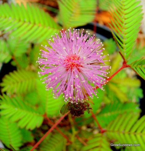 mimosa_pudica_flower_post.JPG