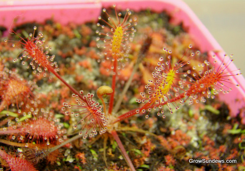 Drosera_anglica_Kanaele_Bog_red_post.JPG