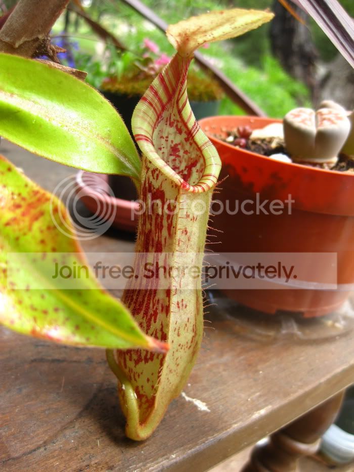 dyeriana2.jpg