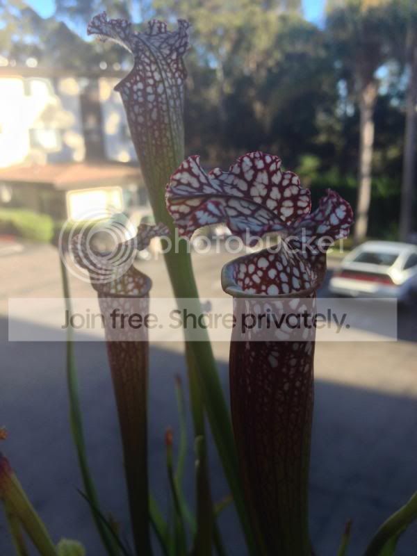IMG_3514_zps9f2d67ba.jpg
