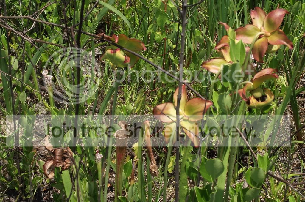 DSCF8741.jpg