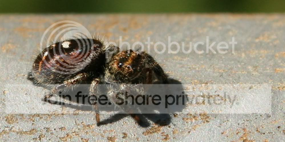 spider4.jpg