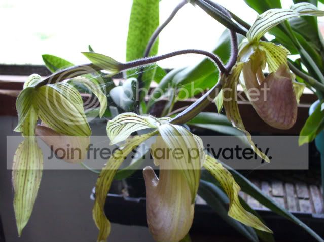 paph.jpg