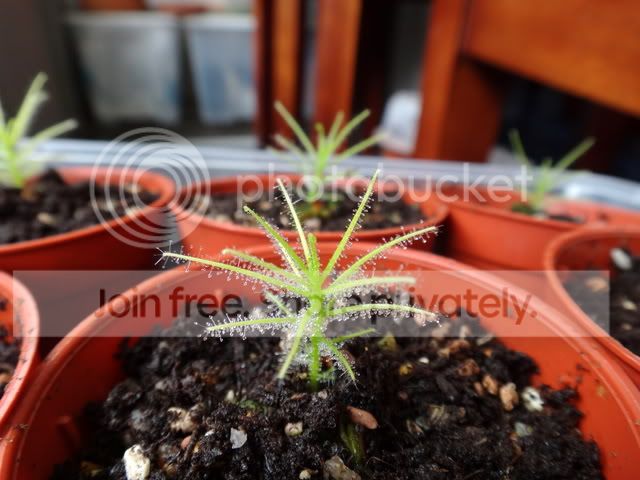 byblis_Gxg_seedling2.jpg