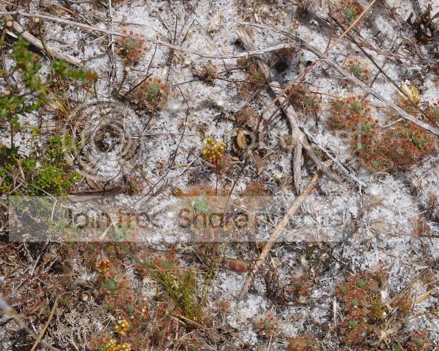 Drosera_paleacea_media2.jpg