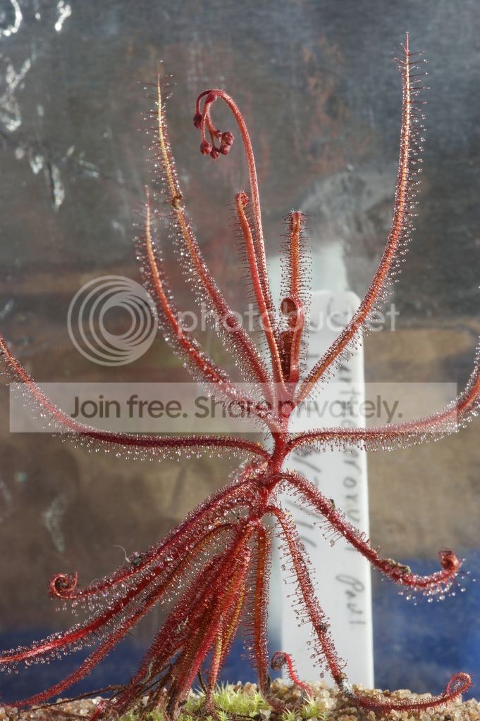 Drosera%20hartmeyerorum%20012.jpg