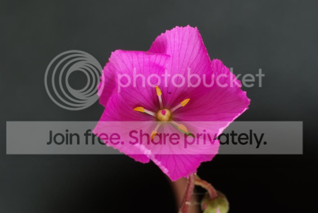 IMGP5375.jpg