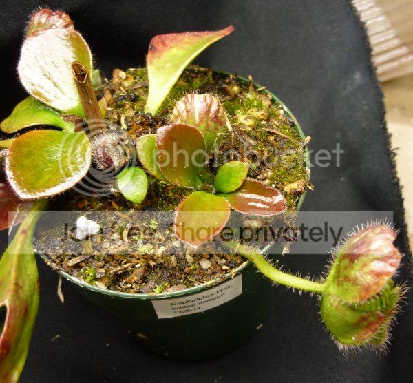 NASC2012-CephHG-GP2042412.jpg