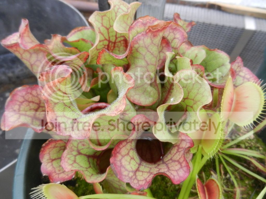 UNCCGreenhouse033.jpg