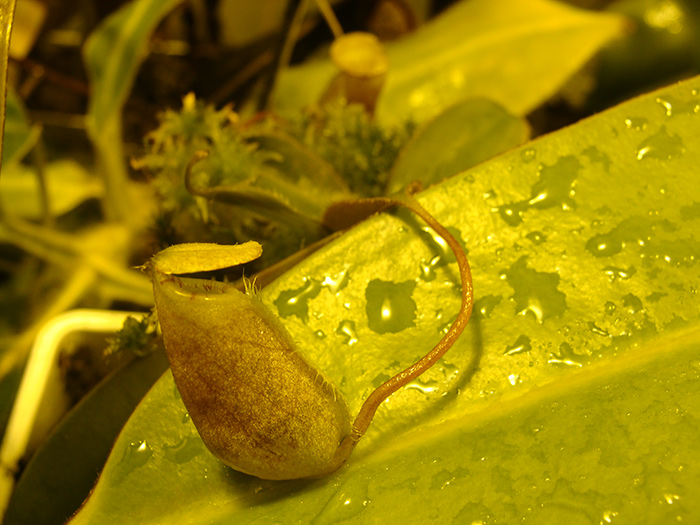 nepenthes-attenboroughii-05-14.jpg