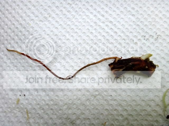 cephalotus_rhizome_cutting2.jpg
