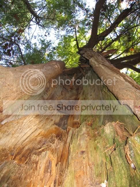 weirdtree.jpg