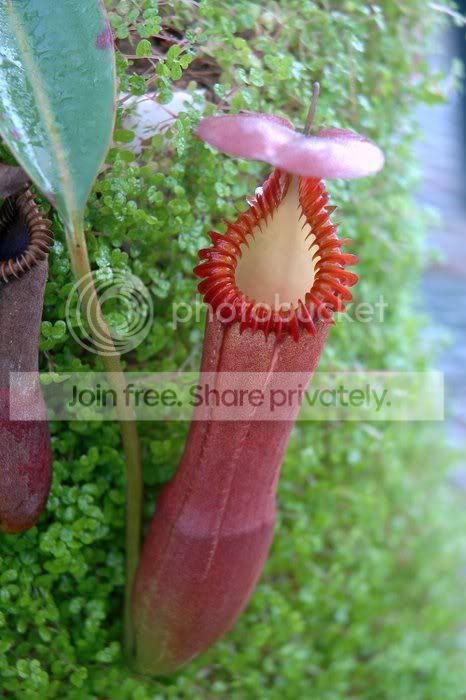 2010-11-11_Nepenthes-152.jpg