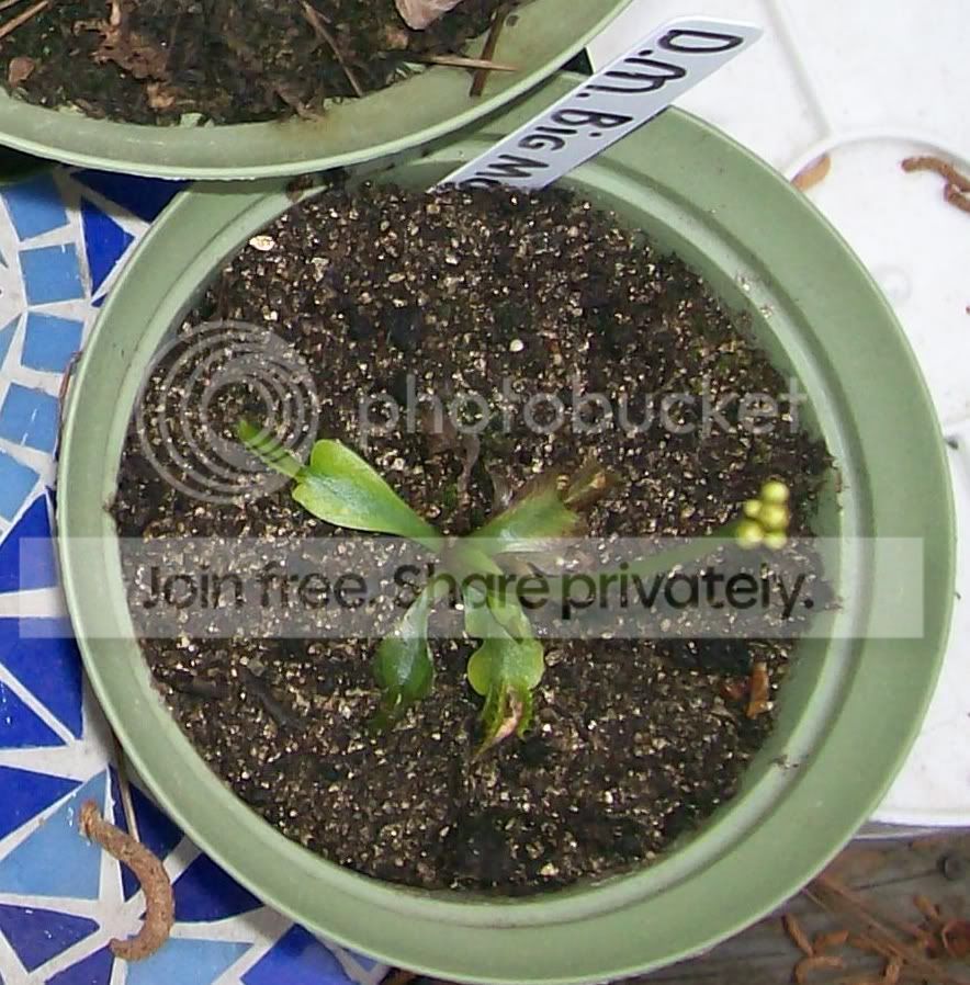 CarnivorousPlants007-Copy3.jpg