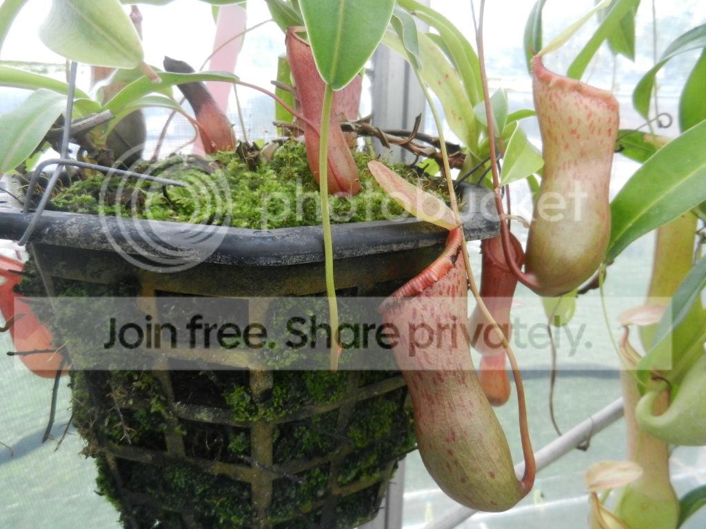 UNCCGreenhouse009.jpg