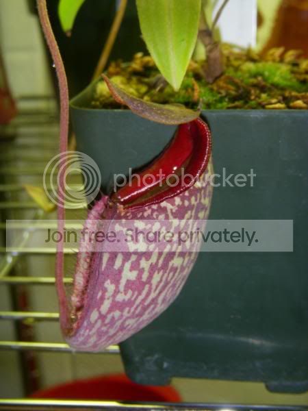 DSCN3446.jpg