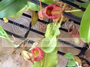 nepsandorchids026.jpg