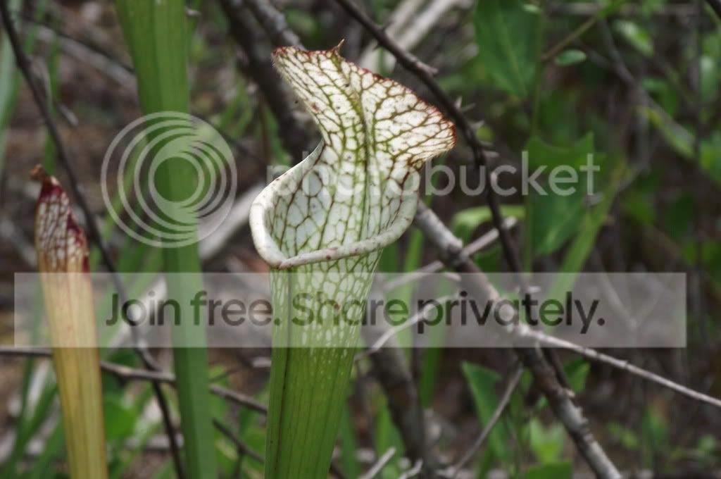 DSCF8794.jpg