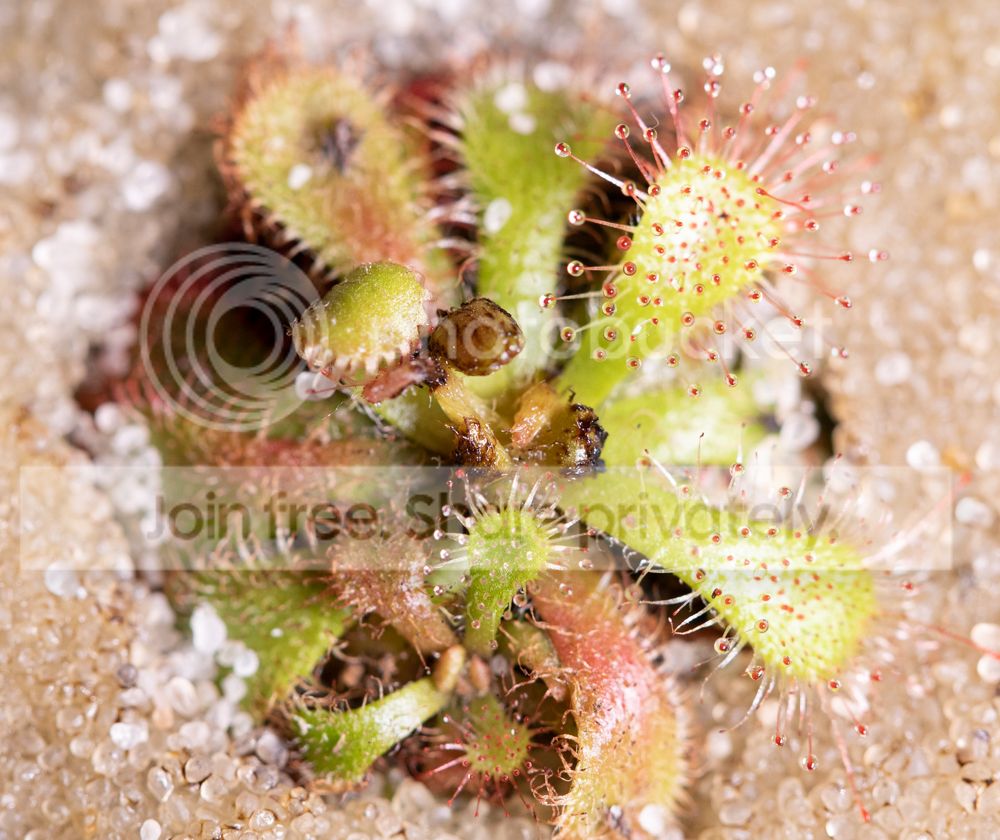 DroseraHumicMaybe-5_zpsmvh4s07c.jpg