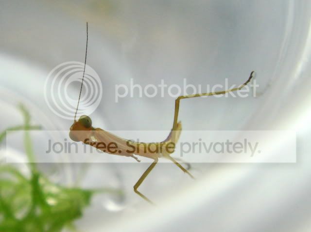 mantid_baby1.jpg