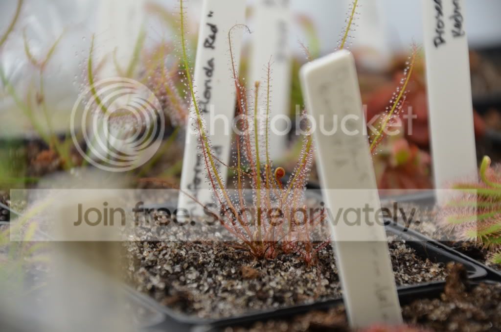 sundews011.jpg