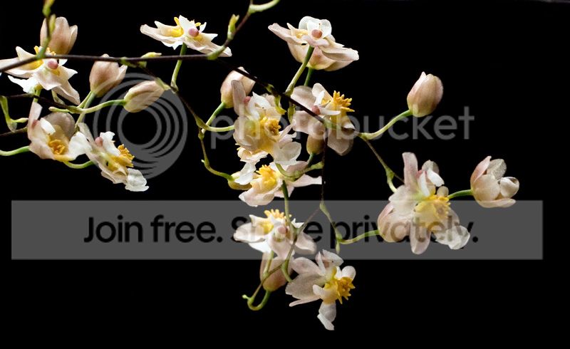 Oncidium-Twinkle.jpg